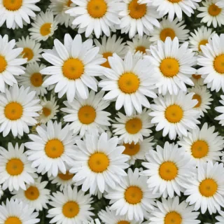 daisy background wallpaper