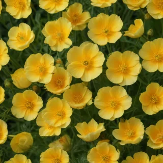buttercup flower