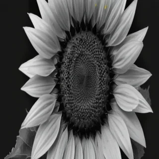 clip art sunflower black and white