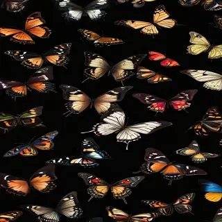 butterflies in black background