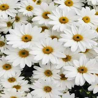 white flowers wallpaper iphone