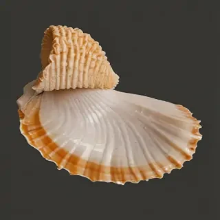 seashell png