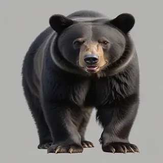 black bear png