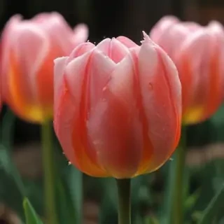 tulip flower