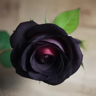 black rose photo
