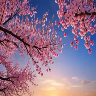sakura blossom wallpaper