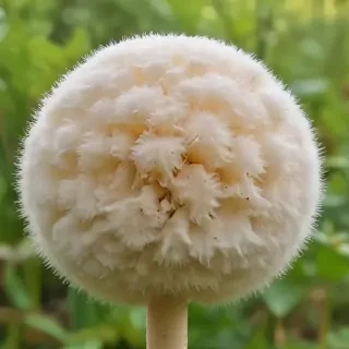 puffball mushroom