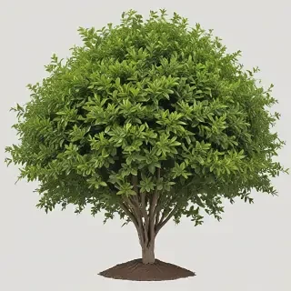 shrub png