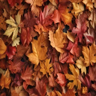 autumn leaves iphone wallpaper