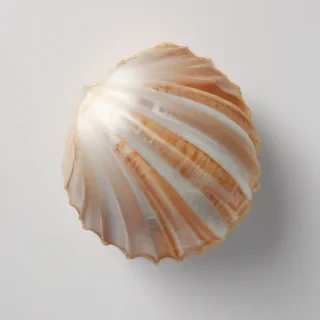 seashell png