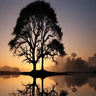 trees silhouette png