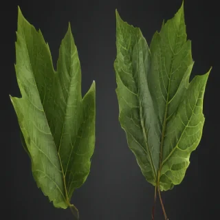 leaf transparent background