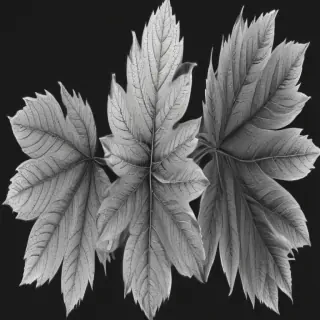 leaves clip art black and white