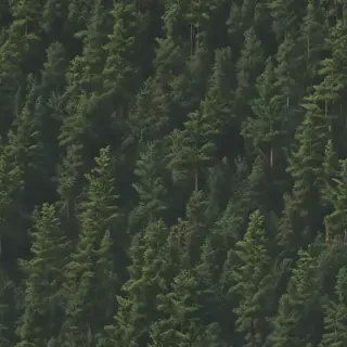 forest png
