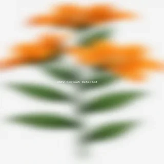 orange flower png