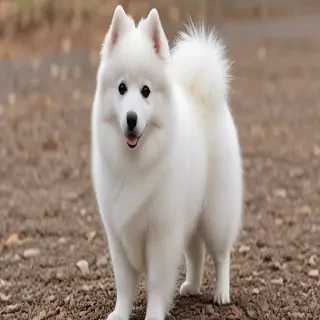 japanese spitz dog breed
