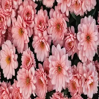 wallpaper aesthetic flowers