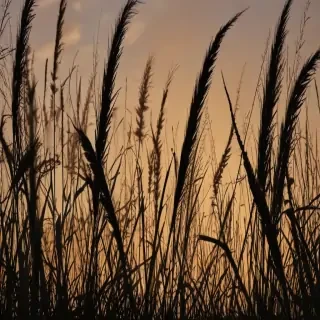 grass silhouette