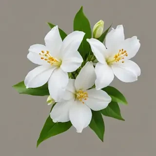 jasmine flower png
