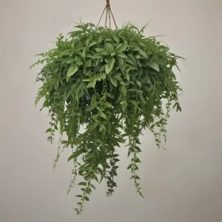 hanging plants png