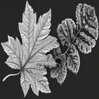 clipart leaf black and white