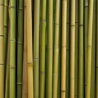 bamboo background