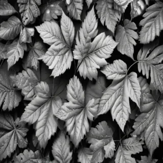 leaves black and white
