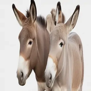 donkey png