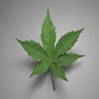 pot leaf png