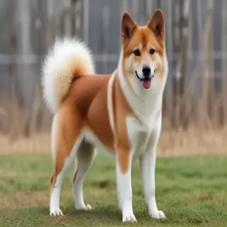 hokkaido dog breed