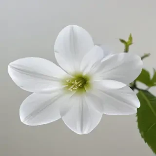 transparent white flower