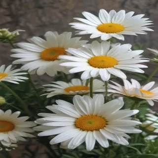 daisy flower wallpaper