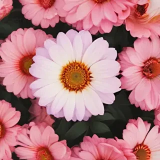 aesthetic flower desktop wallpaper