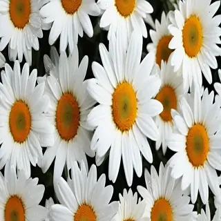 daisy wallpaper iphone