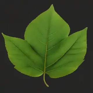 leaf png transparent