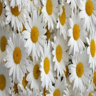 wallpaper daisy flower