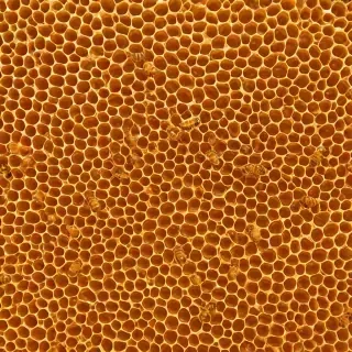 honey background