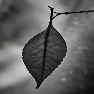 leaf in black and white