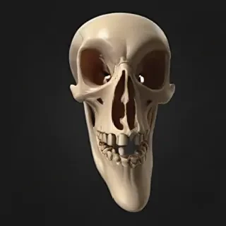bone png