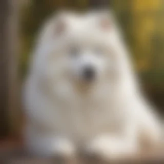 samoyed dog breed