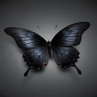 black butterfly outline