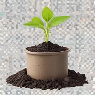 seedling png