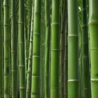 bamboo png