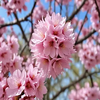sakura flower