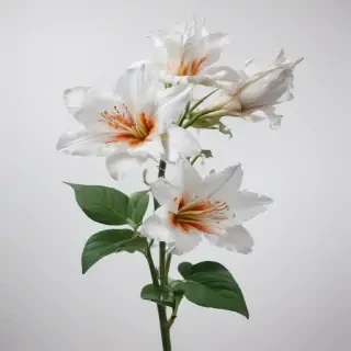 flower with white background