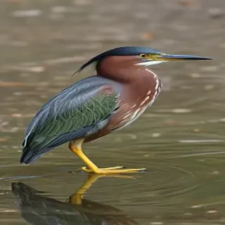 green heron