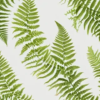 transparent fern png