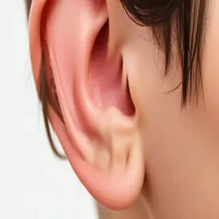ear png