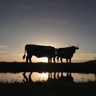 cow silhouette