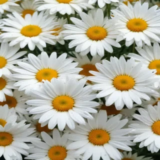 daisy desktop wallpaper
